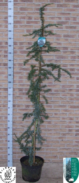 <h4>CEDRUS L GLAUCA</h4>