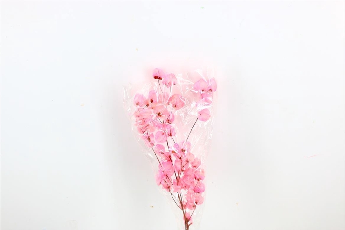 Dried Bougainvillea 55cm Baby Pink Bunch