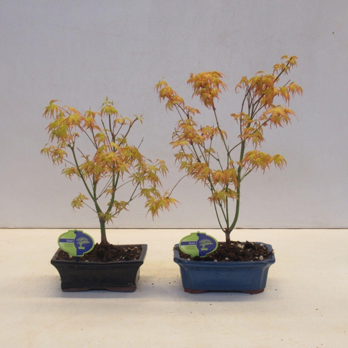 <h4>acer palmatum katsura</h4>