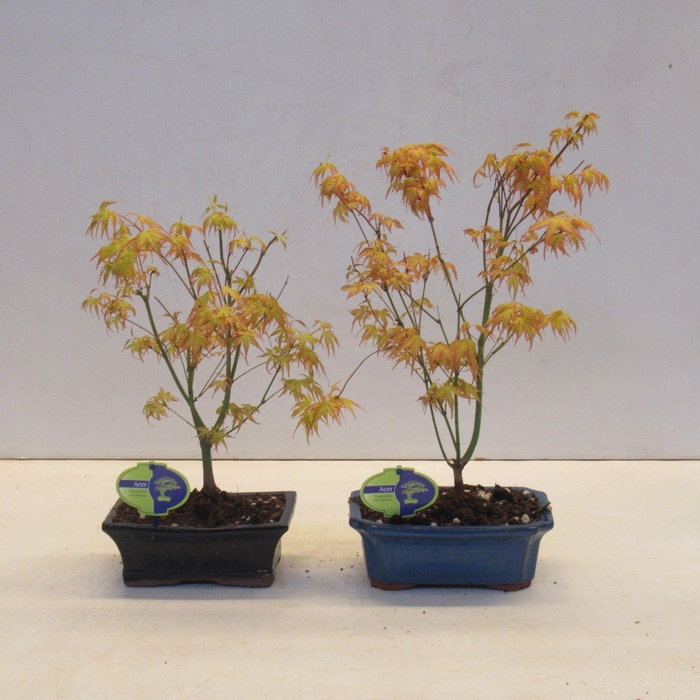 <h4>acer palmatum katsura</h4>