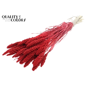 Gierst per bunch Intense Red