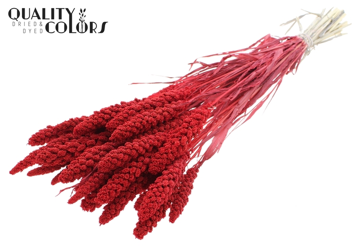 <h4>Gierst per bunch Intense Red</h4>