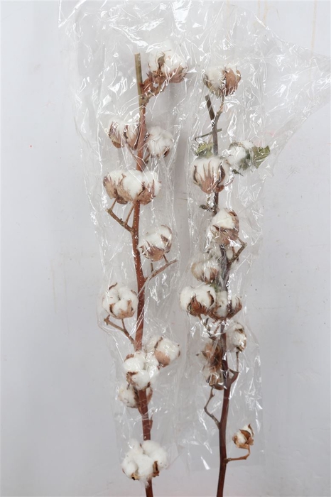Dried Gossypium (katoen) 15pc Box