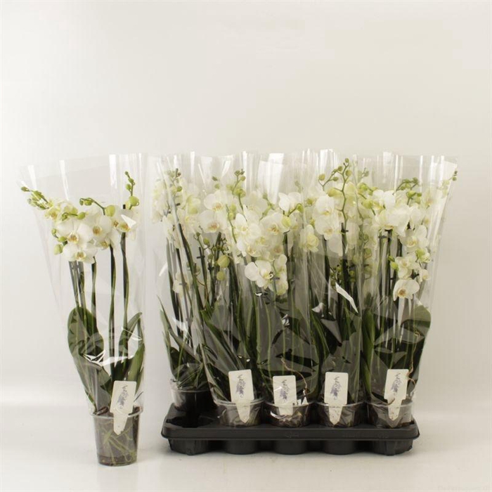 <h4>PHAL OV WIT</h4>