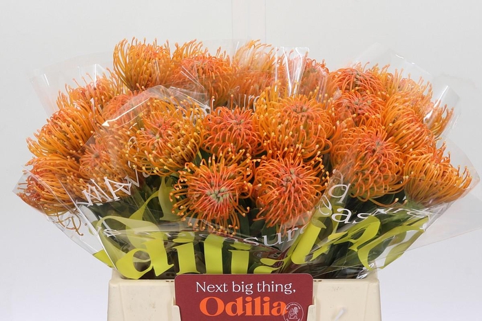 <h4>Nutans Ayoba Peach</h4>