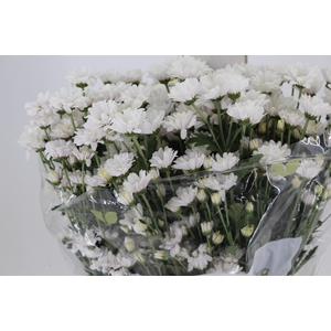 CRISANTEMO SANTINI DESMONT 070 CM