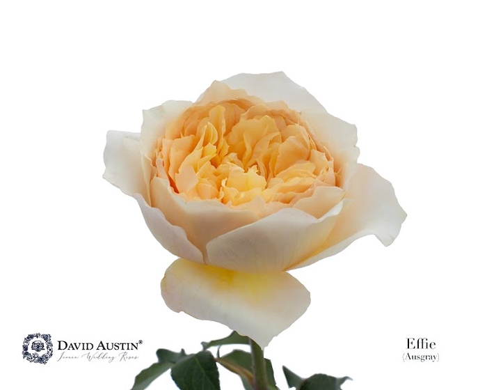 <h4>Rosa David Austin Effie</h4>