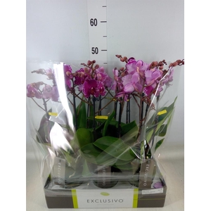 Phalaenopsis multi.   ...lilac