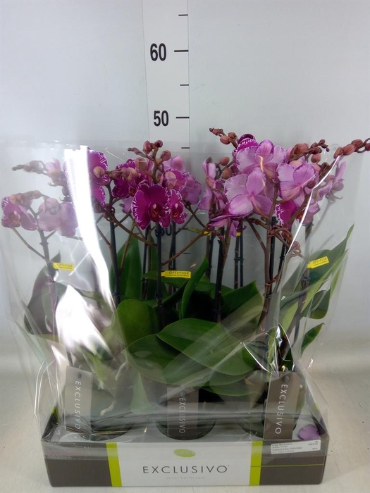 <h4>Phalaenopsis multi.   ...lilac</h4>