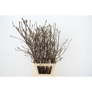 MAGNOLIA RECHT PER STEM 120CM