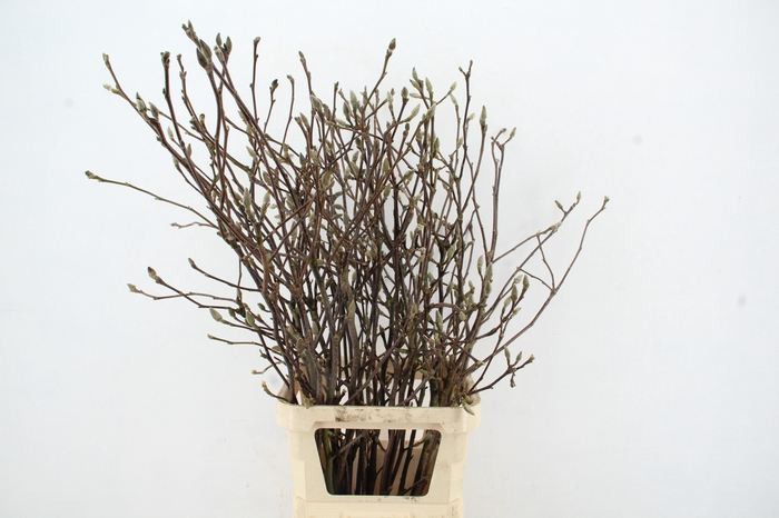 <h4>MAGNOLIA RECHT PER STEM 120CM</h4>