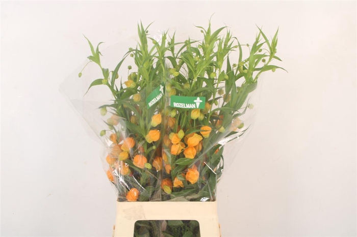 <h4>Sandersonia</h4>