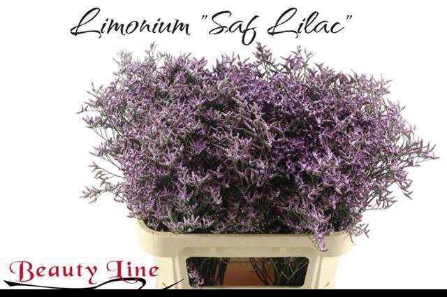 <h4>LIM SAF LILAC</h4>