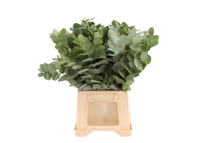 <h4>Euca Cinerea 45</h4>