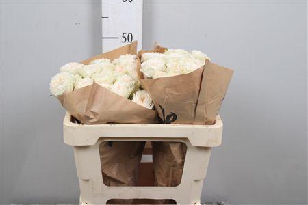 <h4>R Tr Sp Femke</h4>