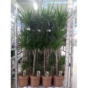 Dracaena marg.