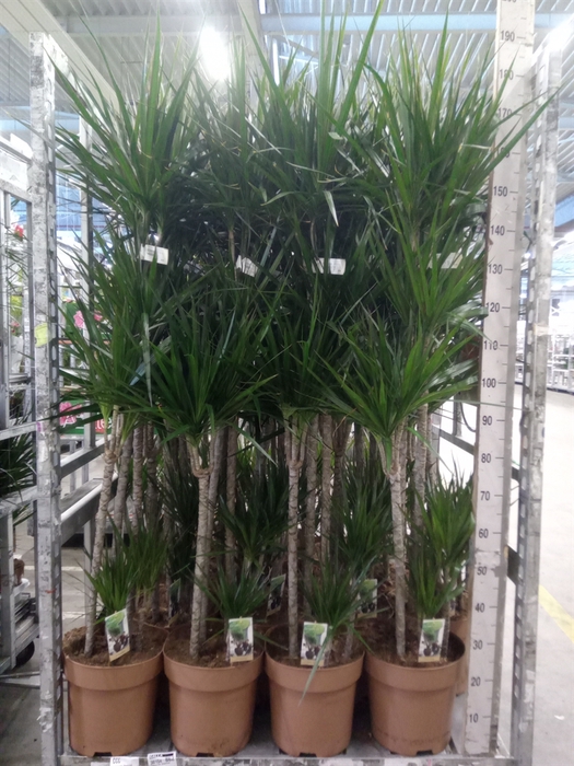 <h4>Dracaena marg.</h4>