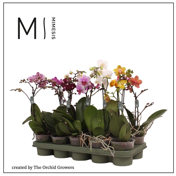 <h4>Mimesis Phal. Multi Mix - 1 spike 12cm</h4>