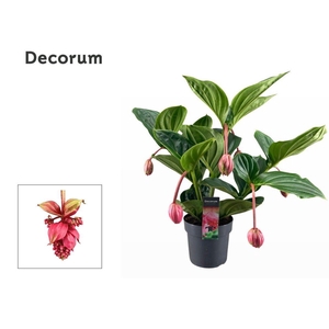 Medinilla Magnifica Flamenco 2 etage 5 knop (Decorum)