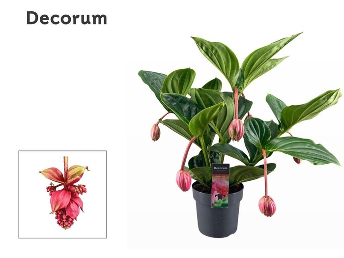 <h4>Medinilla Magnifica Flamenco 2 etage 5 knop (Decorum)</h4>