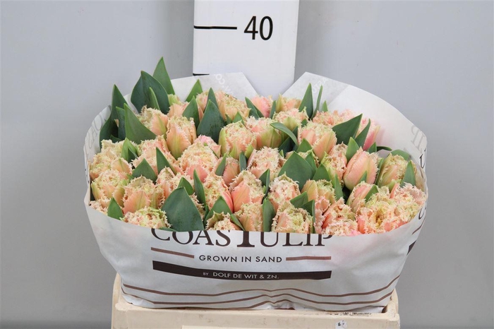 <h4>Tu Fr Queensland</h4>