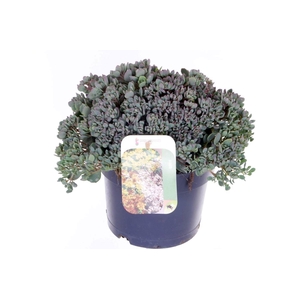 Sedum cauticola Lidakense