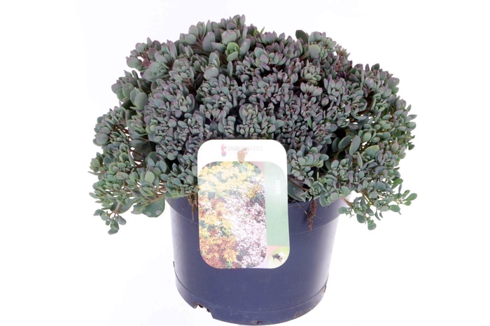 <h4>Sedum cauticola Lidakense</h4>
