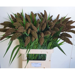SETARIA IT MAX
