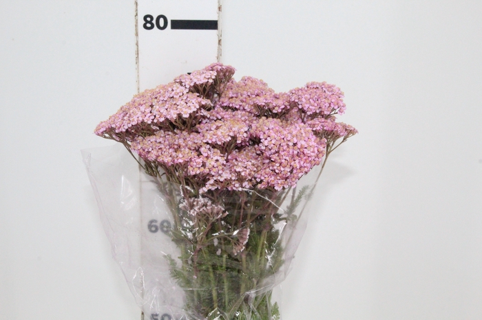 <h4>ACHILLEA MILLEFOLIUM ROSA TINTURADA 070 CM</h4>