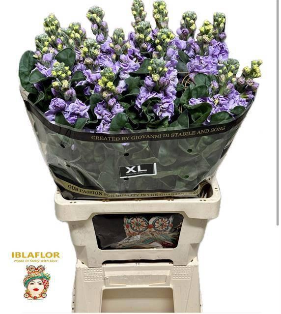 <h4>MATTH IRON MARINE</h4>