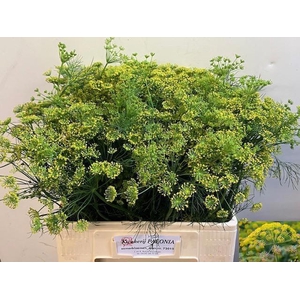 ANET GRAVEOLENS