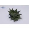 Haworthia Limifolia Twist Cutflower Wincx-8cm