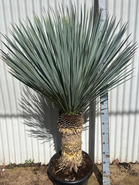 <h4>YUC ROSTRATA</h4>