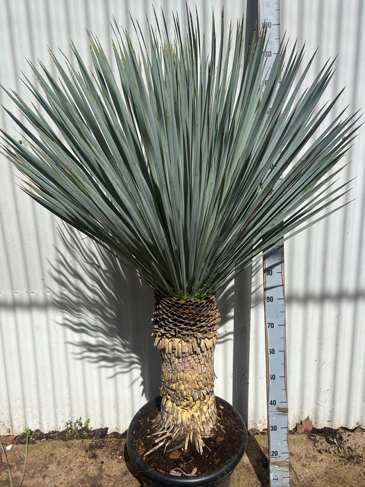 <h4>YUC ROSTRATA</h4>