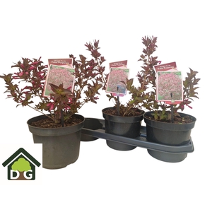 WEIG F FORLIIS PURPU