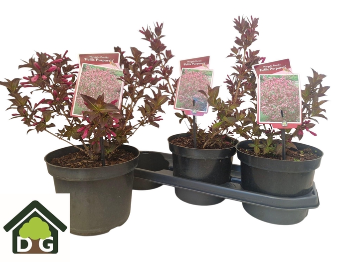 <h4>WEIG F FORLIIS PURPU</h4>