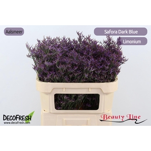 LIMONIUM  'SAFORA DARK BLUE'