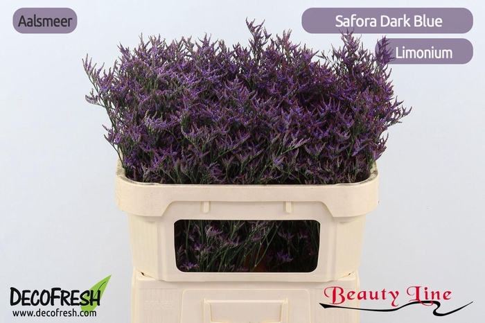 <h4>LIMONIUM SAFORA DARK BLUE LIM SAF D</h4>