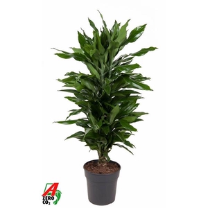 Dracaena fragrans Deremensis Grp 'Janet Lind'
