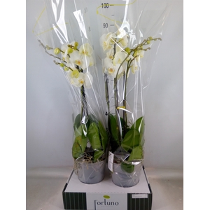 Phalaenopsis   ...white