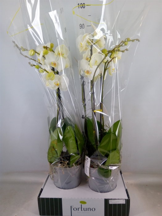 <h4>Phalaenopsis   ...white</h4>
