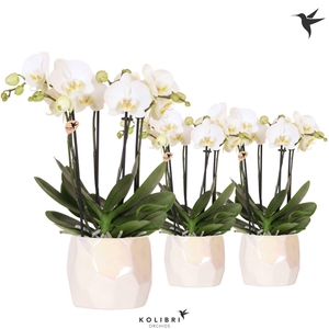 Kolibri Orchids Phalaenopsis Jewel Ghent 4 spike in Pearl pot travertine