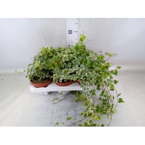 Hedera helix 'White Wonder'