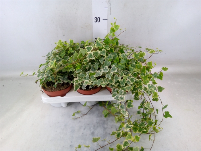 <h4>Hedera helix 'White Wonder'</h4>