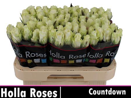 <h4>R Gr Countdown!</h4>