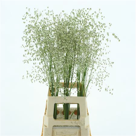 <h4>Briza Media X60</h4>
