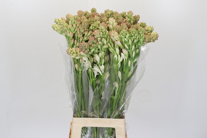 <h4>Polianthes Tuberosa</h4>