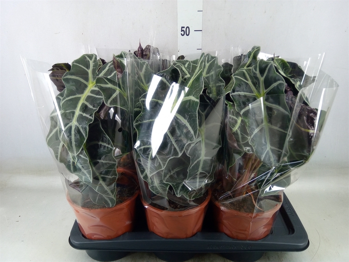 <h4>Alocasia amazonica 'Polly'</h4>