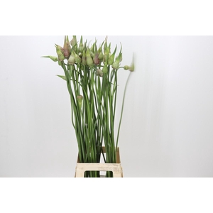Allium Mystic Merlin