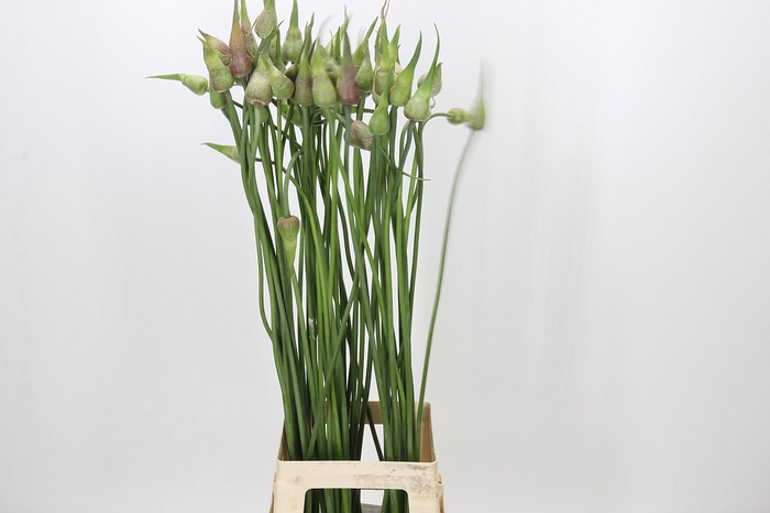 <h4>Allium Mystic Merlin</h4>